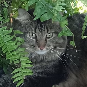 Holly in fern