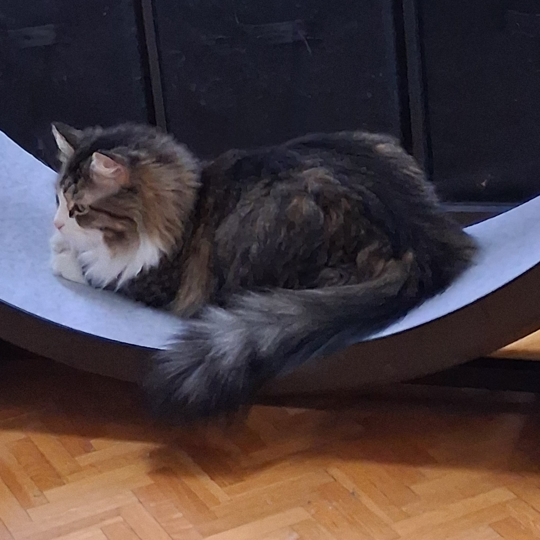 Willow on Treadmill