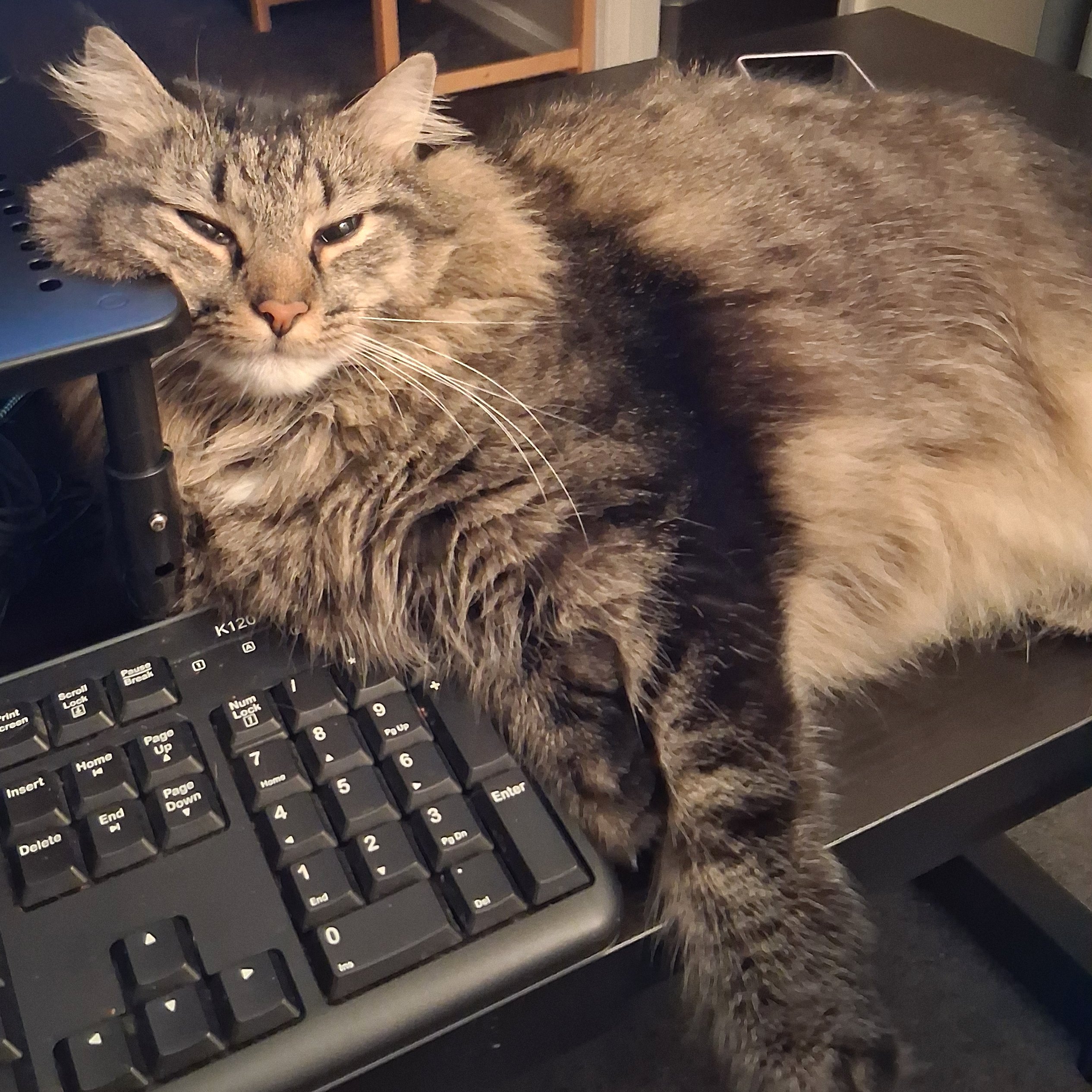 Holly on keyboard
