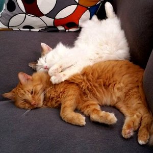 Two Cats