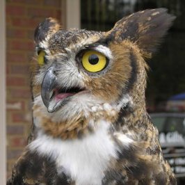 Projects-SortingandArranging