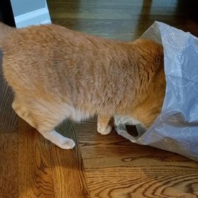 cat in a bag