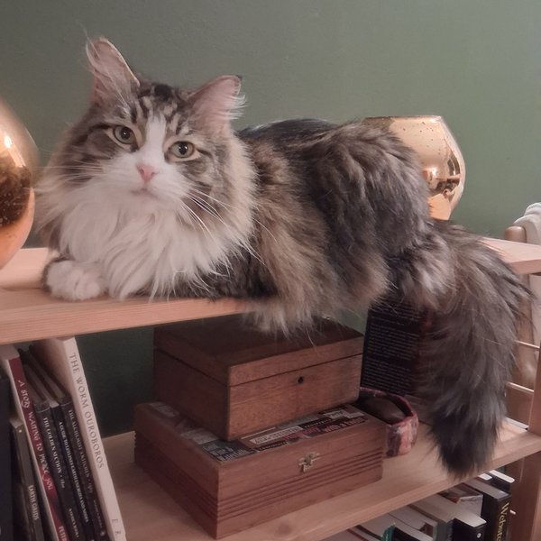 Willow