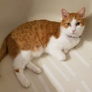 The Cat-Inspired Business