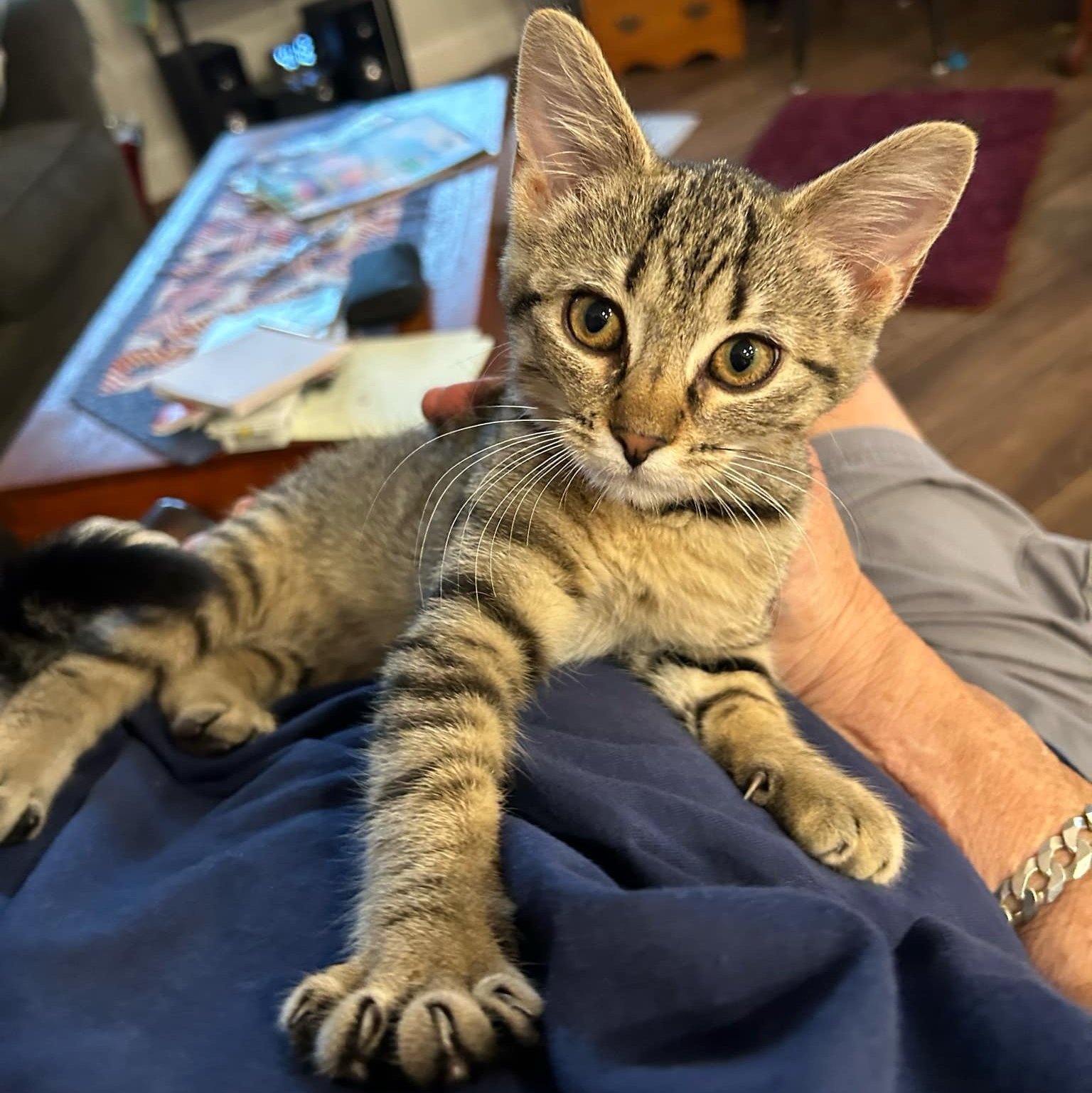 How to Raise Successful Kittens
