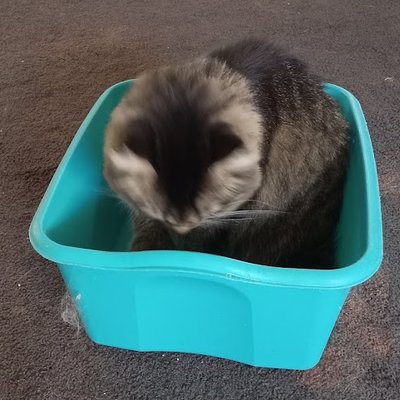 Controlling the Litter Box